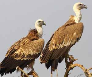 Хажир (Ухаа хажир)